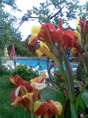 Outdoor Pictures 17