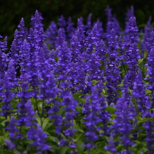 Outdoor Pictures 15