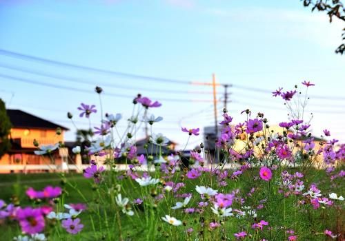 Outdoor Pictures 11