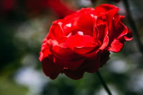 Outdoor Pictures 21