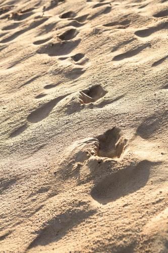 Marram