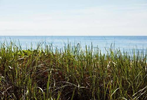 Marram