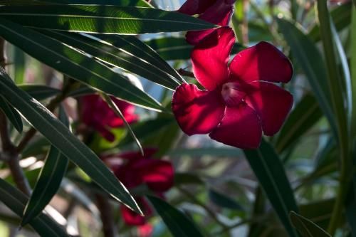 Outdoor Pictures 12