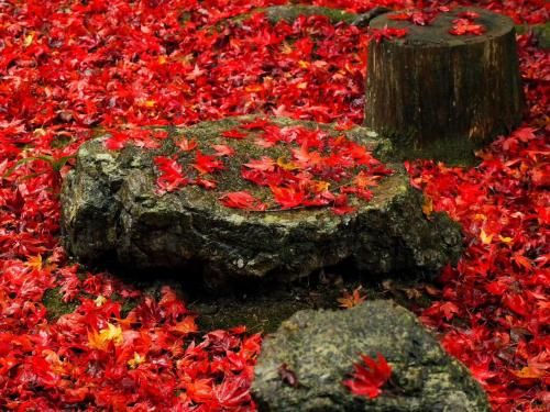 Outdoor Pictures 12