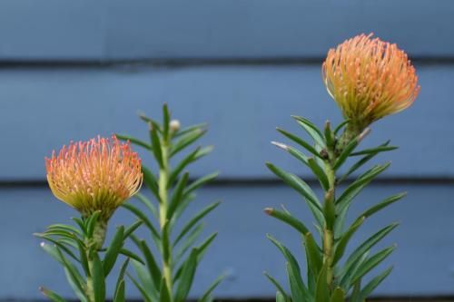 Outdoor Pictures 24