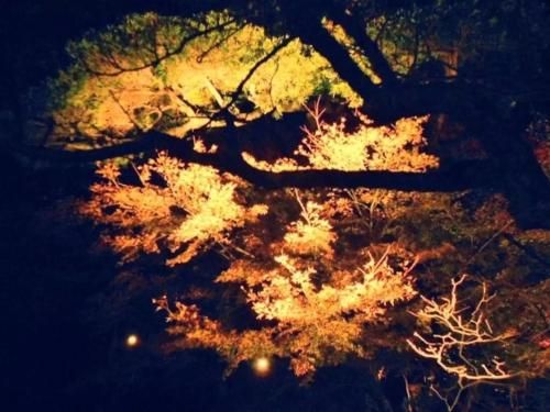 Outdoor Pictures 12
