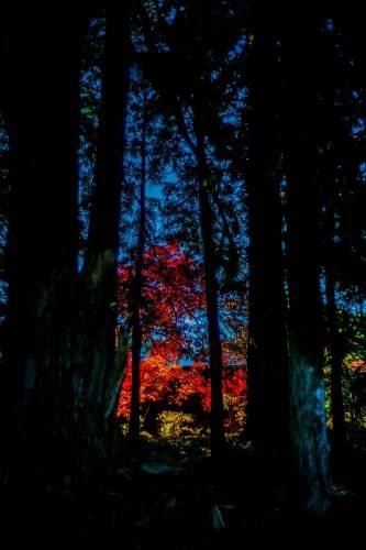 Outdoor Pictures 13