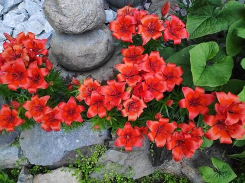 Outdoor Pictures 12