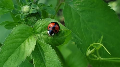 Outdoor Pictures 9