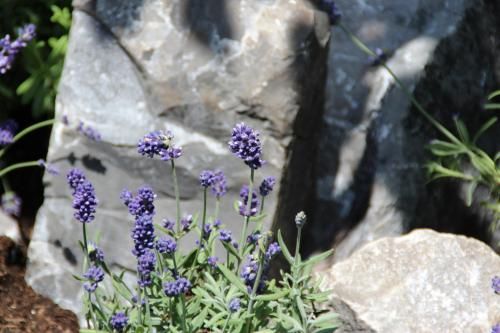 Outdoor Pictures 10