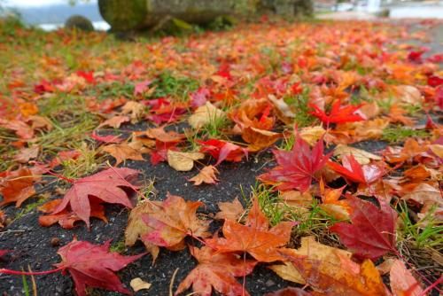 Outdoor Pictures 16