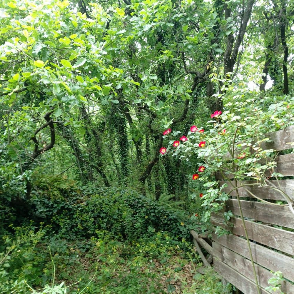 Outdoor Pictures 1