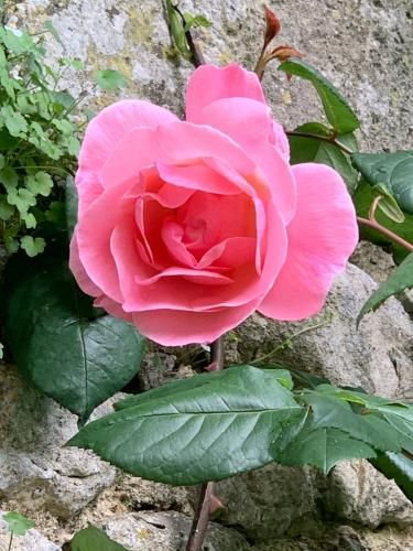 Outdoor Pictures 21