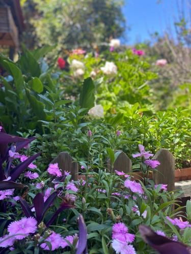 Outdoor Pictures 21