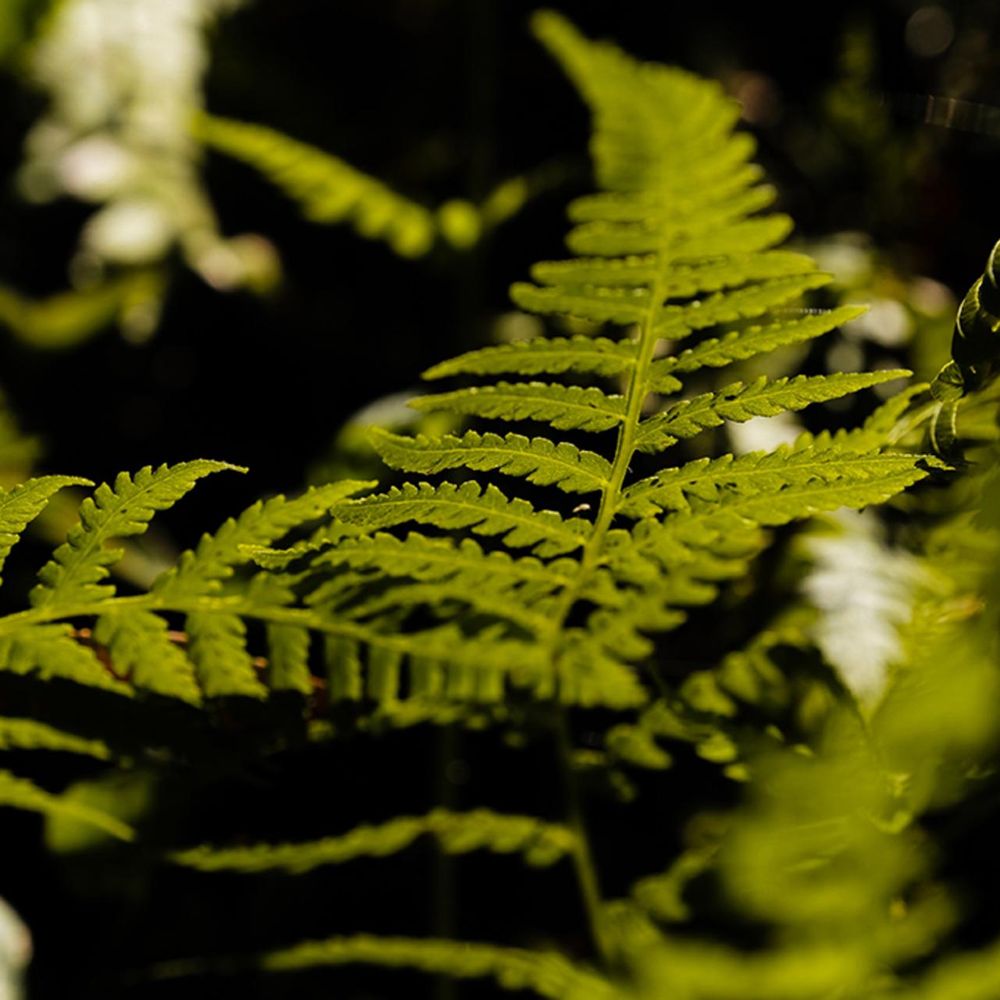 Outdoor Pictures 4