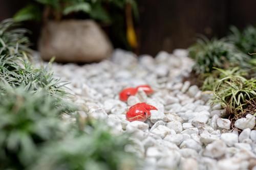 Outdoor Pictures 24