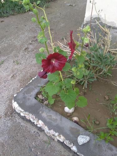 Outdoor Pictures 7