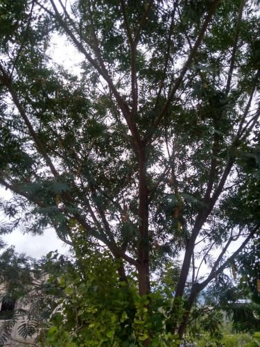 Outdoor Pictures 8