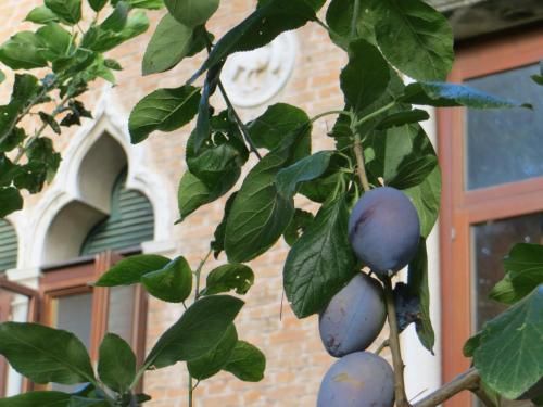 Villa Elisabetta