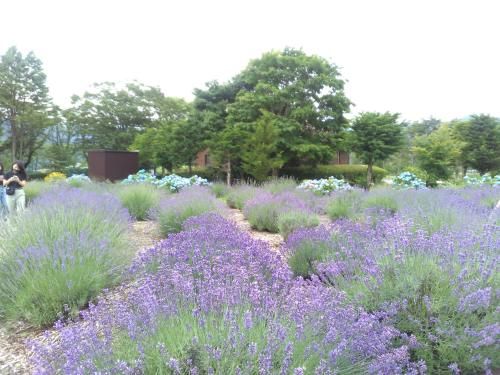 Outdoor Pictures 7