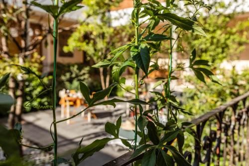 Outdoor Pictures 24