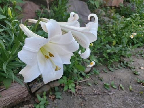 Outdoor Pictures 12
