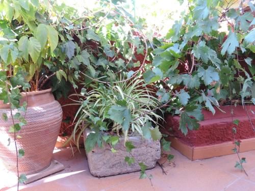 Outdoor Pictures 11