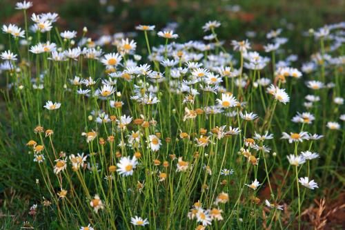 Outdoor Pictures 22