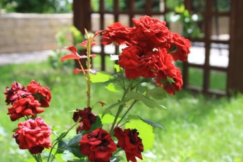 Outdoor Pictures 20