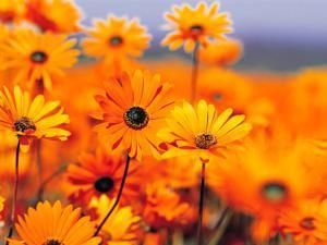 Outdoor Pictures 21