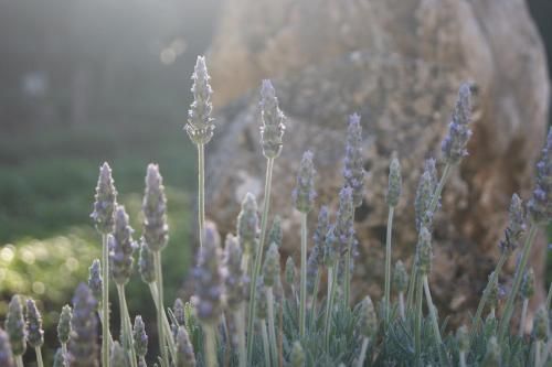 Outdoor Pictures 6