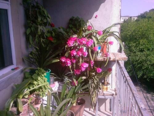 Outdoor Pictures 1
