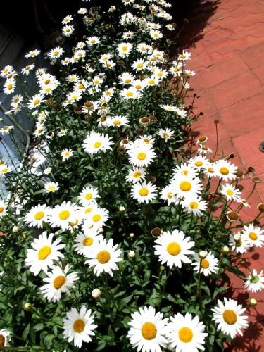 Outdoor Pictures 21