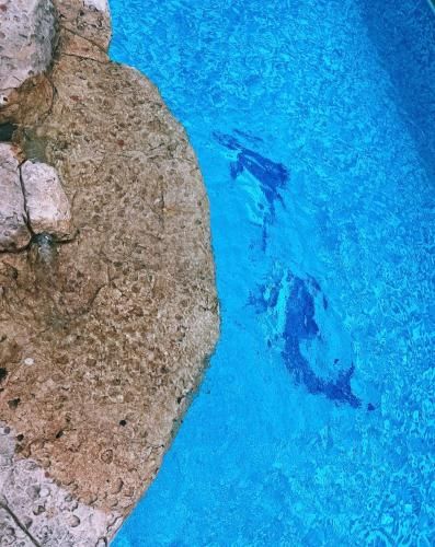 Hotel Dolphin