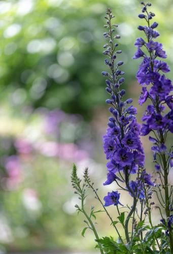 Outdoor Pictures 7