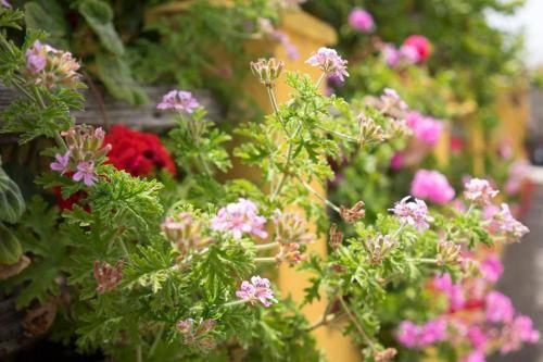 Outdoor Pictures 5