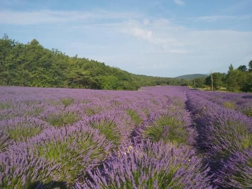les theolats