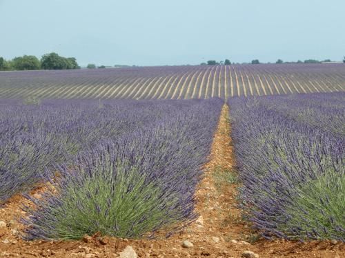 le colombier