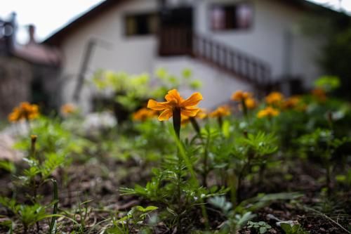 Outdoor Pictures 4