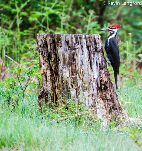 Nature's Door Guest Suite