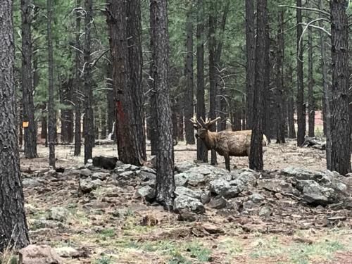 Grand Canyon Cottage at Historic Wrigley Ranch with Horseback Riding & Shooting