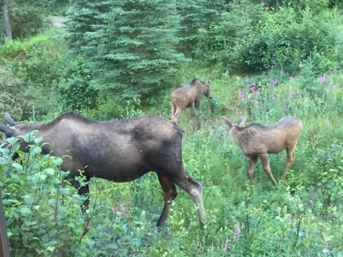 Denali Nightly House Rentals