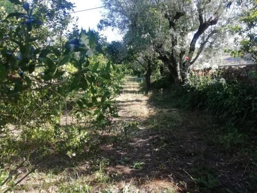 Walnut Farm