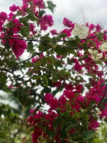 Outdoor Pictures 20