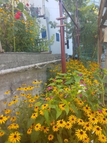 Outdoor Pictures 23