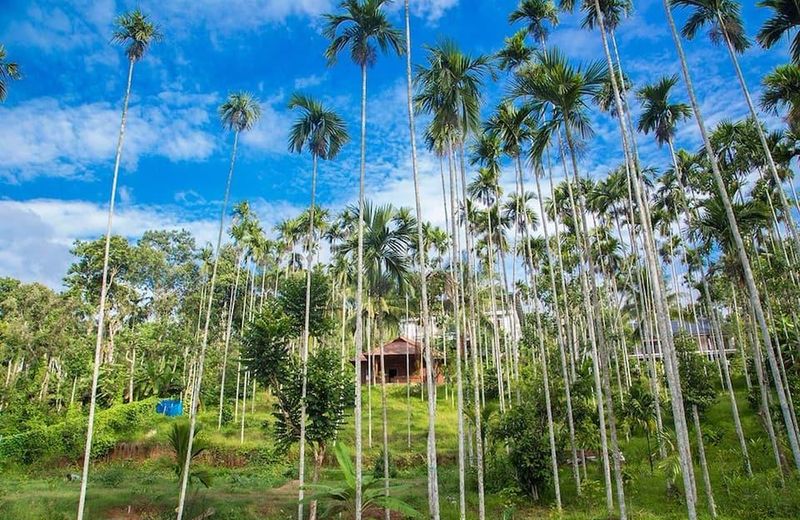 Wayanad Fort Resort