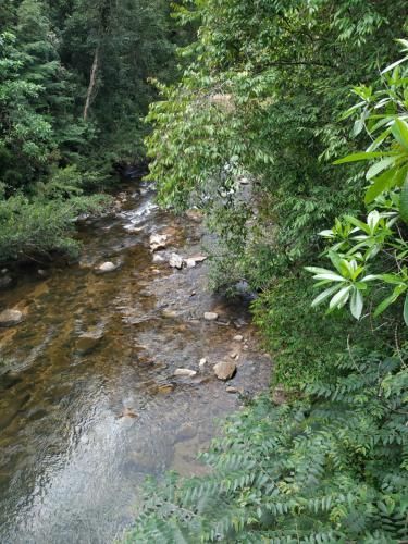 Rain Forest River Front Hotel