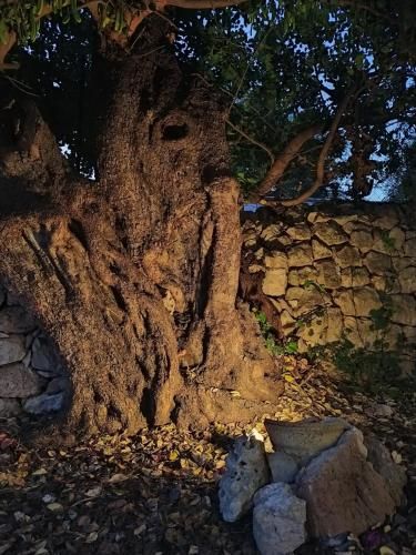 Outdoor Pictures 7
