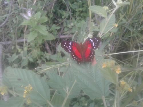 Outdoor Pictures 9