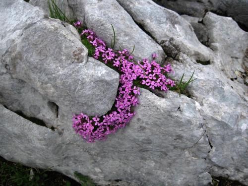 Outdoor Pictures 5